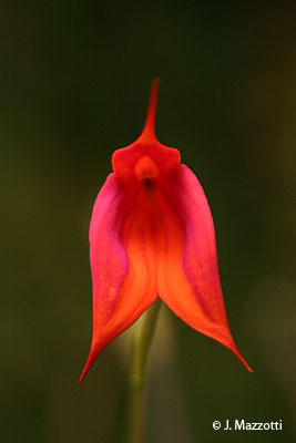 Orquídea Wakanki