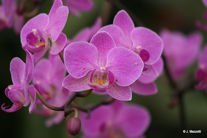 Orquídeas - Alto Mayo