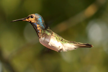 Observación de Aves en Tambopata
