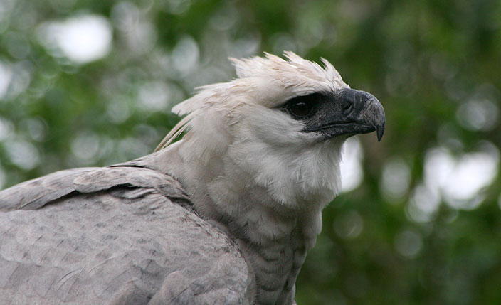 Paraíso para Observadores de Aves en Tambopata