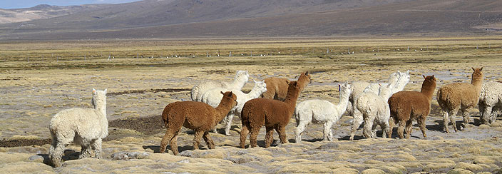Turismo Ecológico en Arequipa