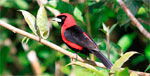 Pacaya Samiria Birdwatching Program (7 days / 6 nights)