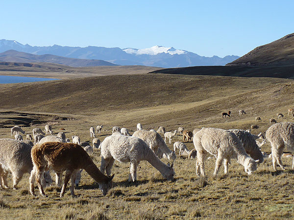 Grazing alpacas and llamas