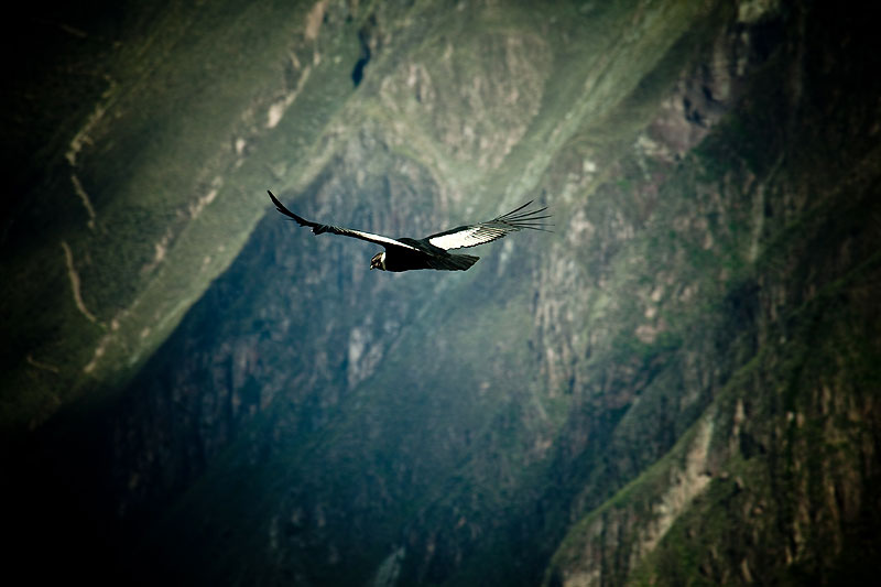 Majestic flight of the condors