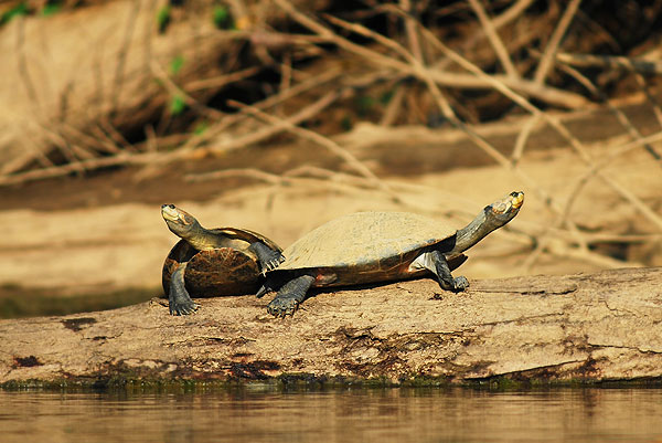 Taricaya turtles
