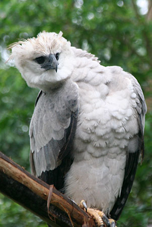 Observación de Aves en Tambopata