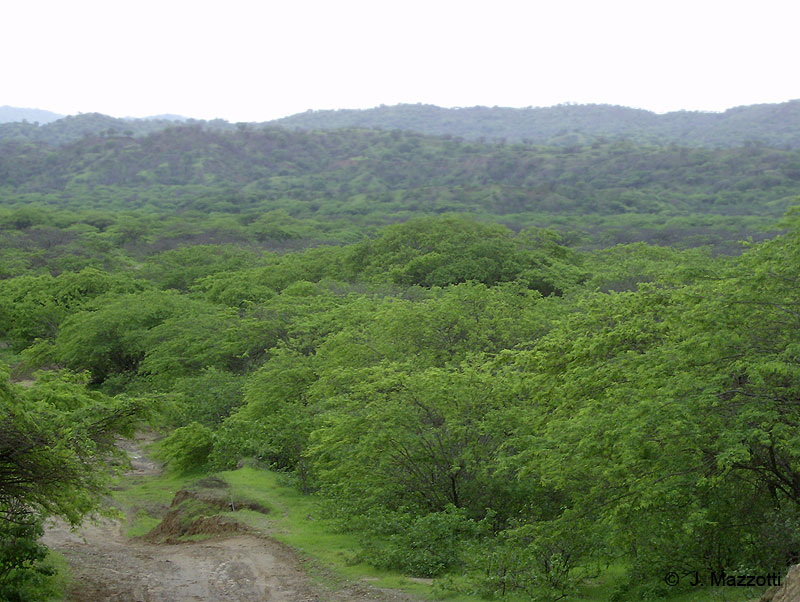 Cerros de Amotape National Park