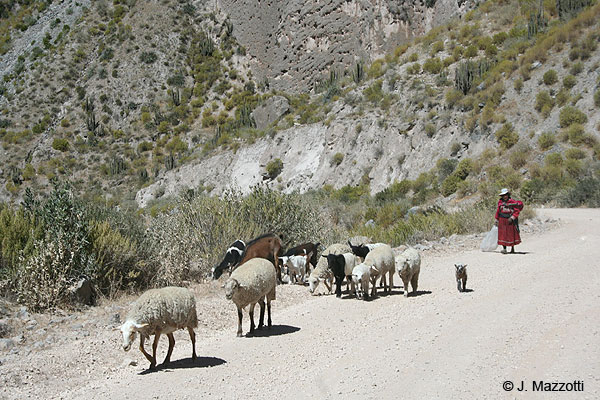 Shepherd in Colca Valley