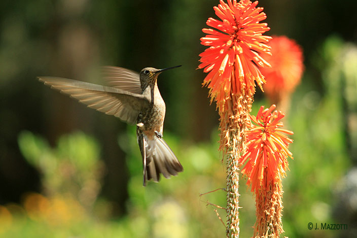 Giant Hummingbird - Bird-watching in Arequipa