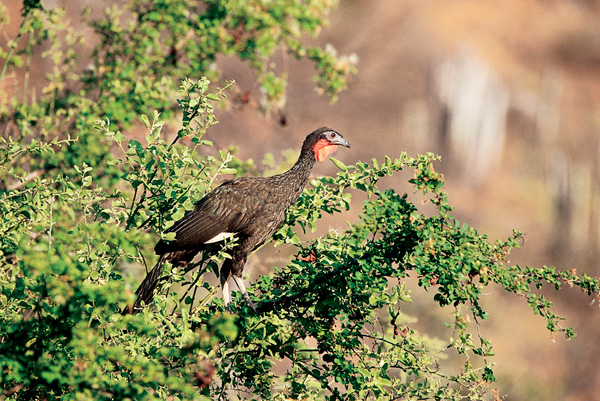 Bird-watching in Peru