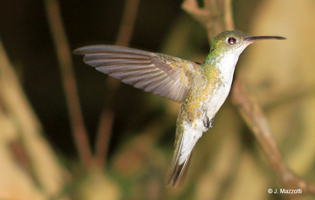 Bird-watching in Peru
