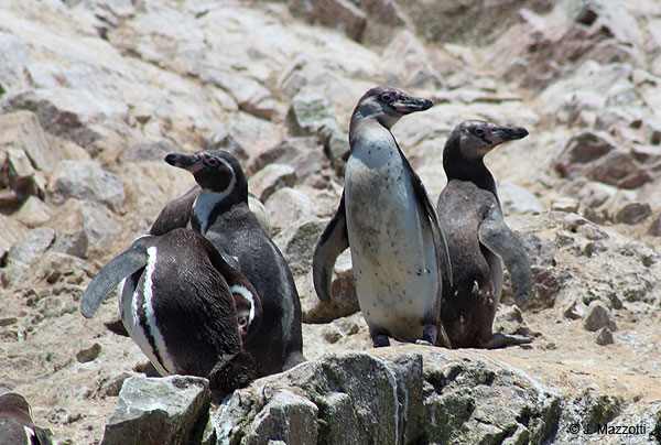 Humboldt penguins