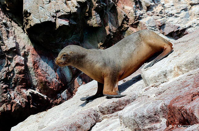 Sea Lion in Ballestas Islands