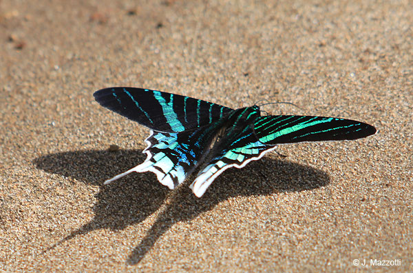 Neotropical butterfly